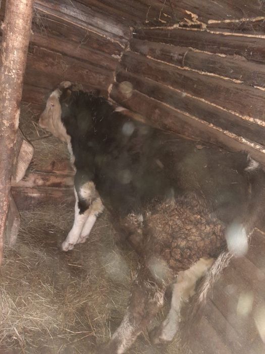 Продам бычка на мясо(согым)