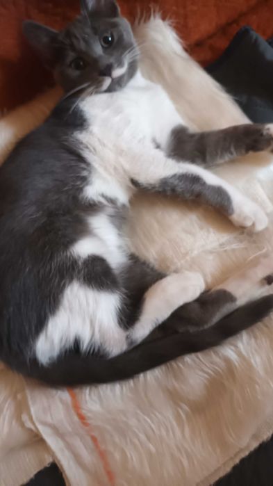 Продавам котенца