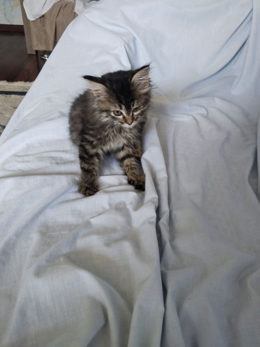 Отдам котёнка в добрые руки.