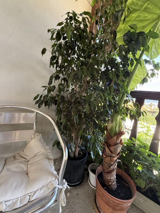 Продавам два вида фикус Бенджамин