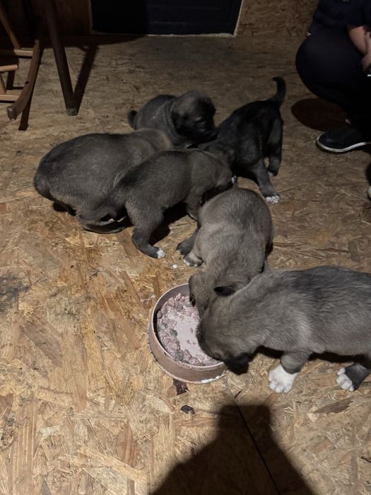 Femela kangal varsta 5 saptamâni