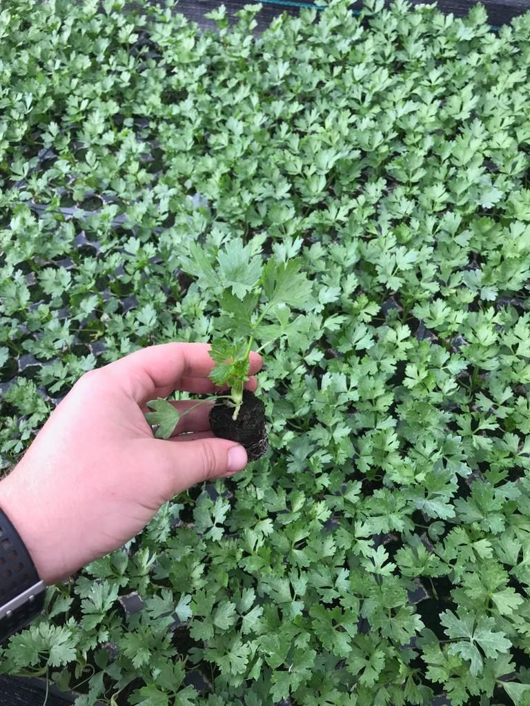 Vând răsaduri de ceapa, roșie, ardei iute, gras, țelină, busuioc