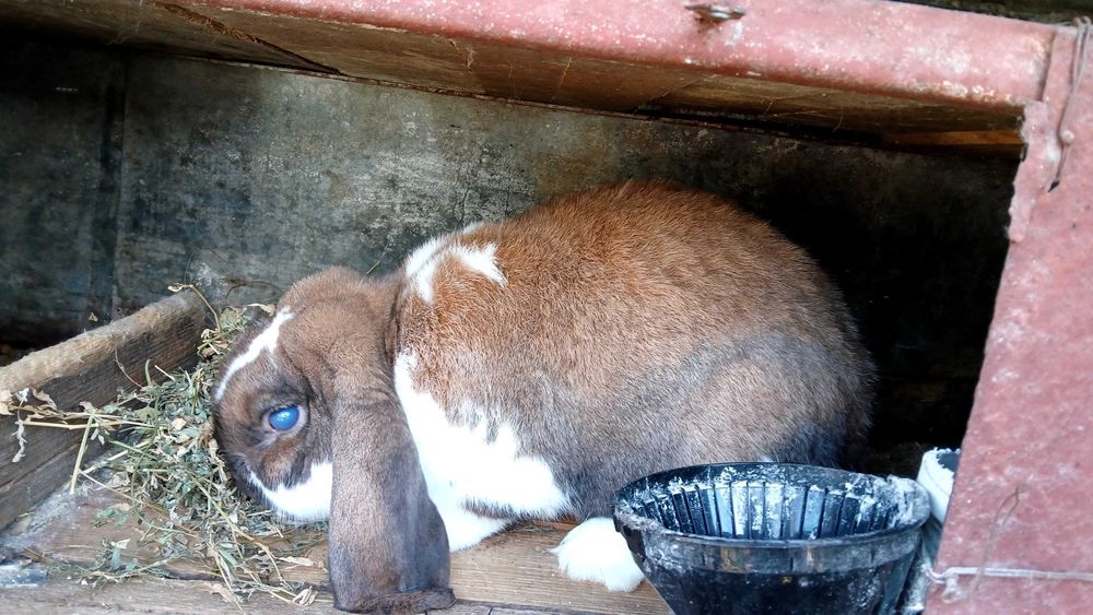 Iepuroi berbec german