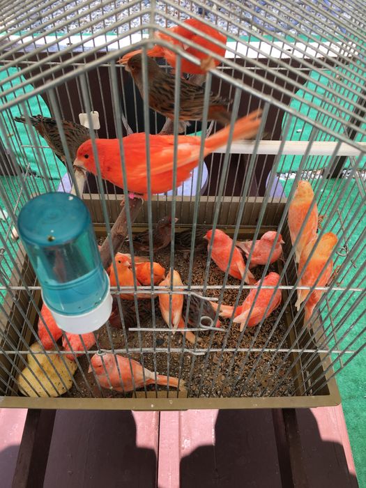 Canari de culoare si cantec