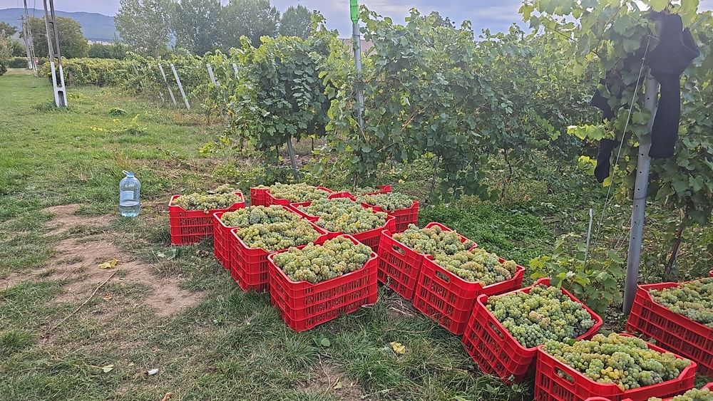 Strugurii de vin albi.
