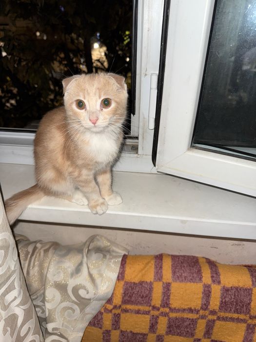 Отдам котенка скотиш фолд