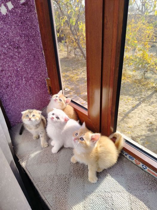 Zalatoy shinshila va Fold bolalari