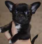 Chihuahua pui cu pedigree