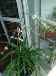 Chlorophitum, Planta păianjen sau Voalul miresei, purifică aerul