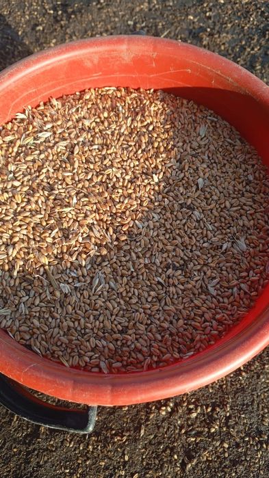 Продам пшеницу, а так же мучка кормовая для скота