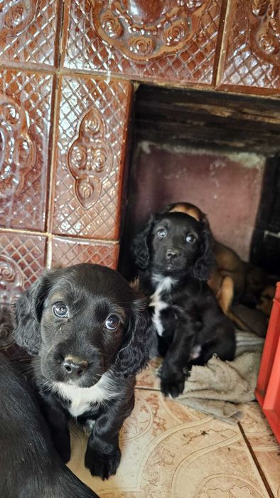 Pui Metis Cocker Spaniel - 3 fetițe (Adopție)