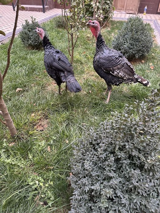 Курка хороз сотилади