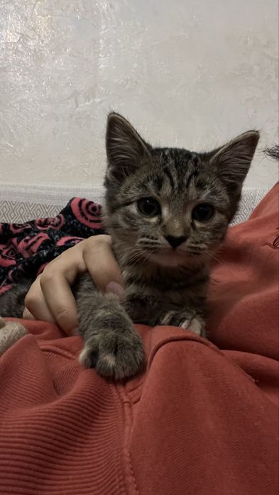 Котенок девочка