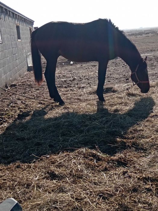 Сатылады Таза мінілген айғыр