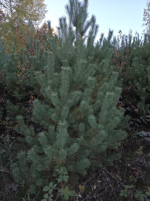 Puiet de pin,diferite dimensiuni