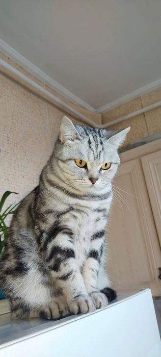 Отдам кошку породистую