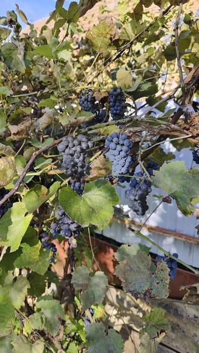 Struguri roșii de vin