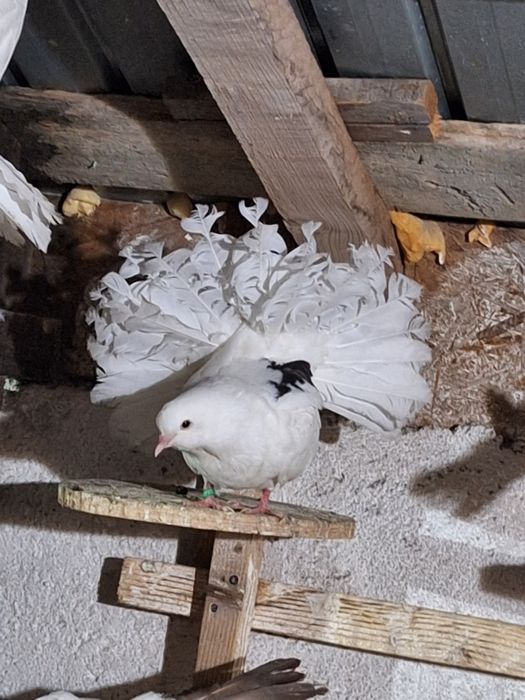 Porumbei rotați/curcani