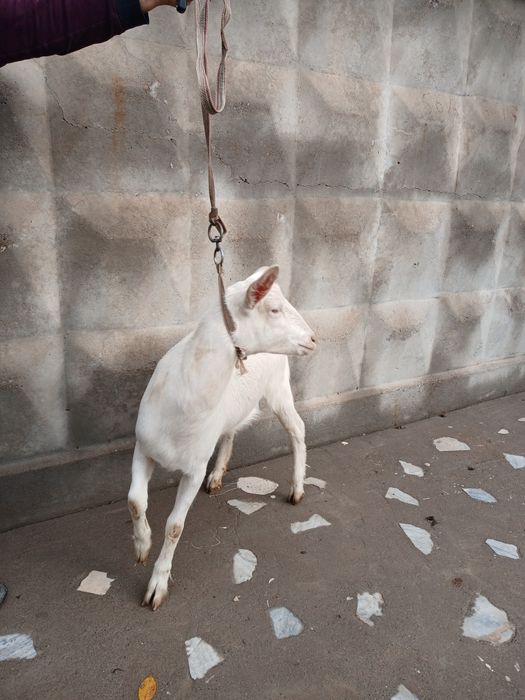 Zanen echki sotiladi 6-7 oylik