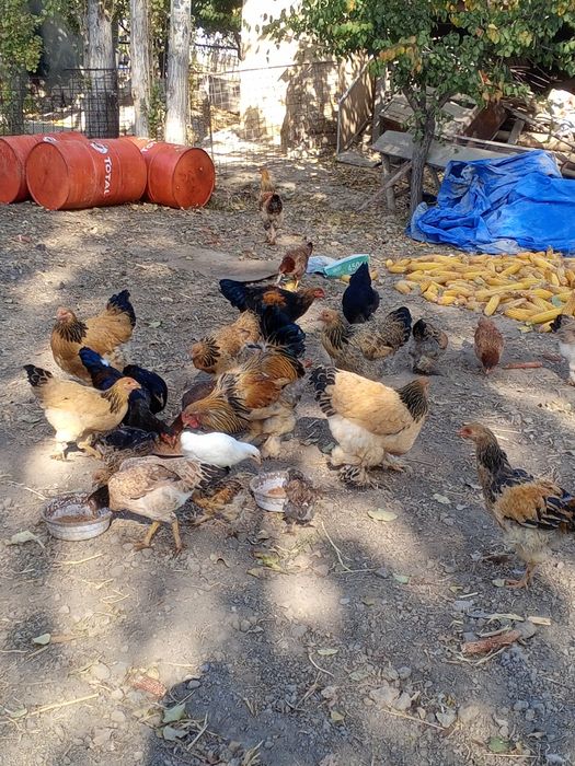 Brama tovuqlar bolalari sotiladi,,narxini kelishamiz