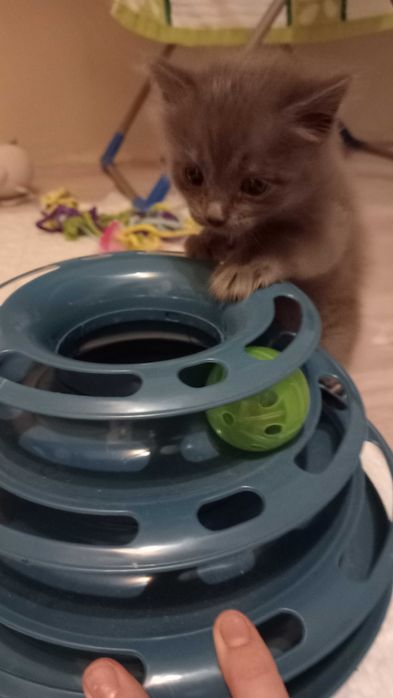 Отдам котят в добрые руки