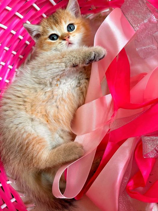 Кошка порда шиншилла