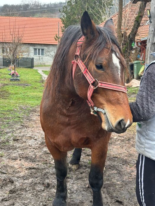 Vănd mânză de doi ani jumate