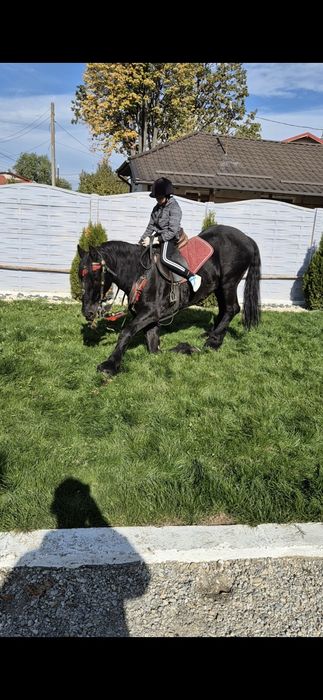 Armasar friesian pt copii- cal de scoala