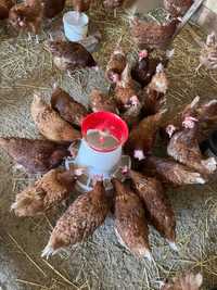 Găini roșii ouătoare / transport gratuit !