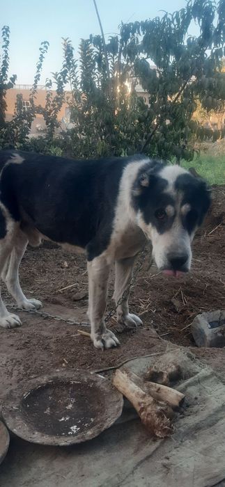 ит сотилади 100$