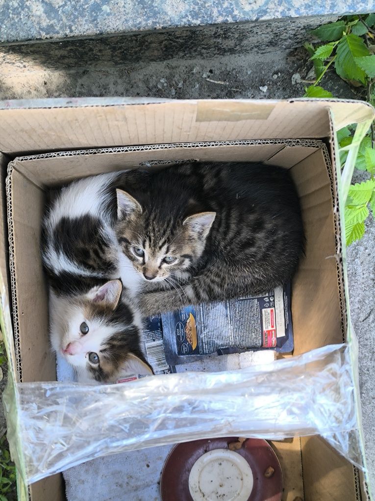 БЕСПЛАТНО! котята 1-2 месяца