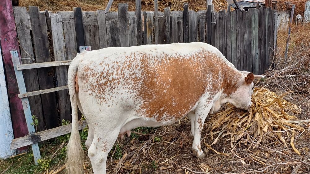 Vand vaca pret negociabil