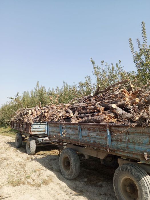 Олма гилос урик Шох ғула томир бор сотилади