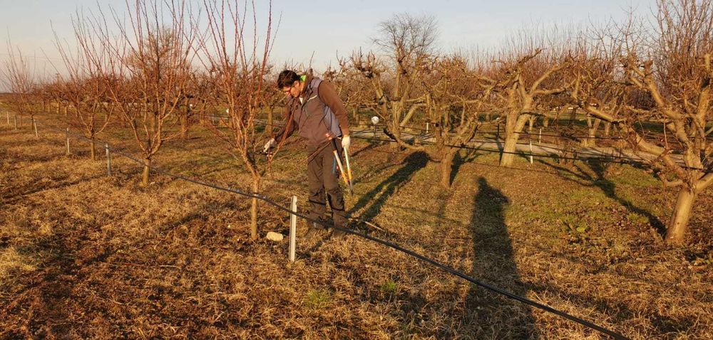 FIRMĂ: Toaletări Pomi Fructiferi, Arbori Arbuști, Spații verzi ARAD