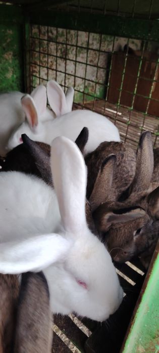 Зайци домашни зайци