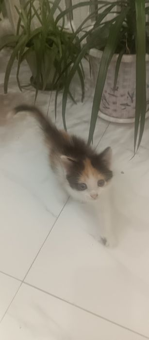 Отдам  катенок  за хороший руки