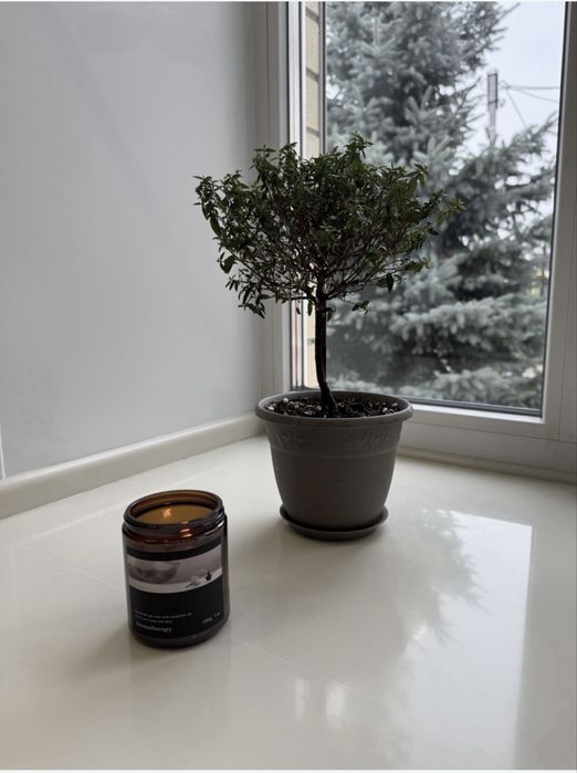 Комнатный цветок растение МИРТ