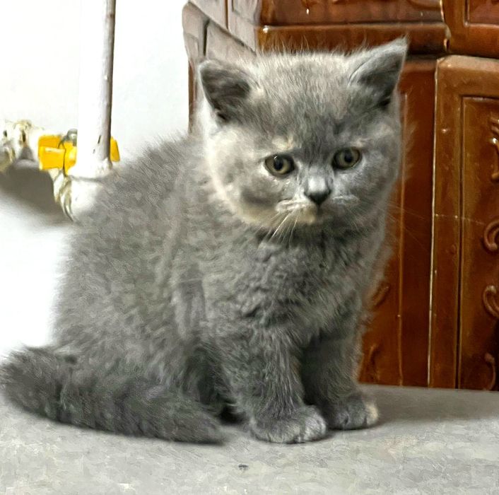 Pisic de rasa british