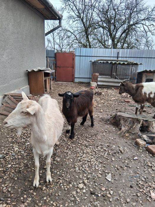 Vând 2 capre și un țap