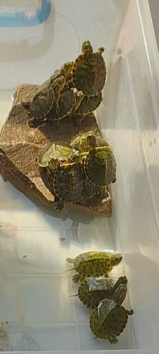 Vind broscuțe țestoase