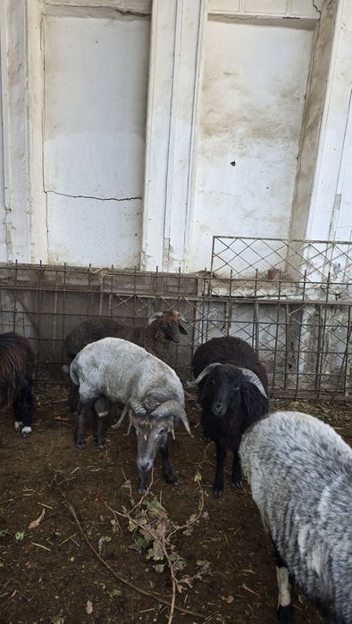 Tagallar tez va arzon narxlarda sotiladi