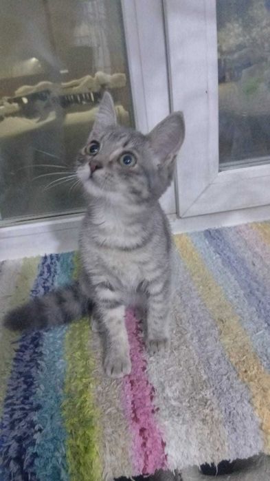 Отдам кошечек  5 месяцев