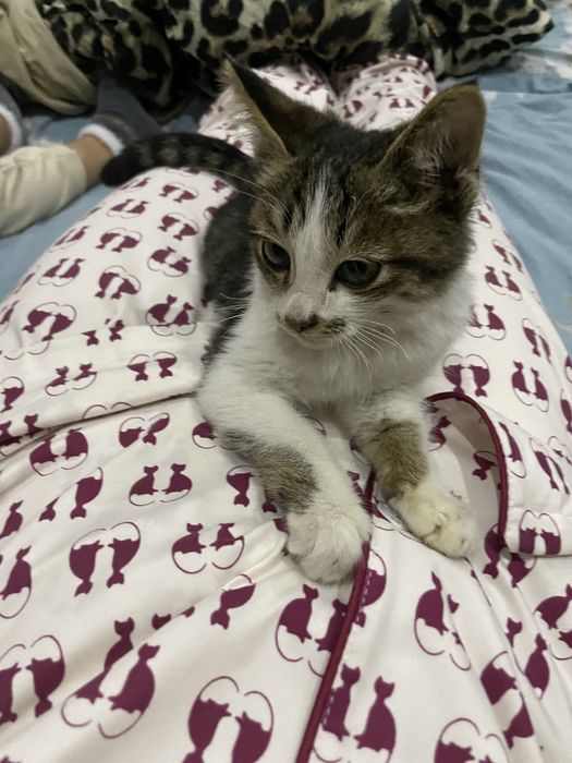 Котенок мега ласковый даром