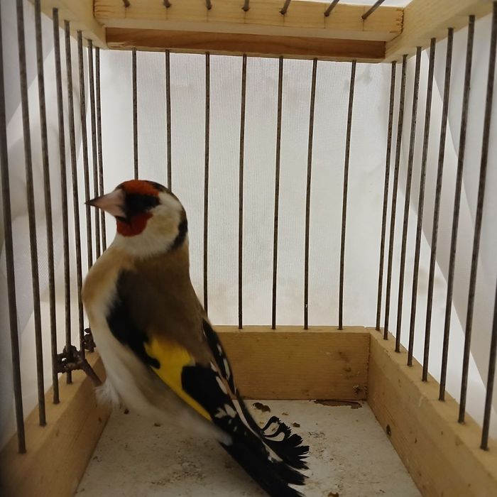 Kokil duragay sotiladi tinig qush