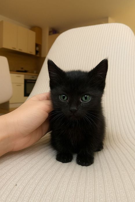 Котенце момче 3 седмици