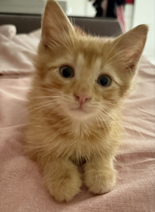 Котенок мальчик в добрые руки