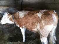 Taur/vitel baltata romaneasca