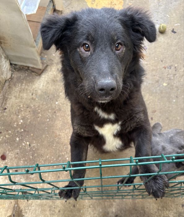 Donez câine talie mare