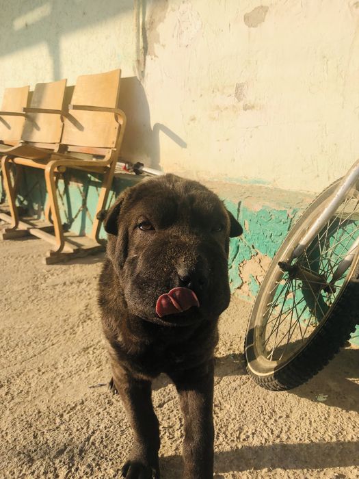 Прадается шарпей