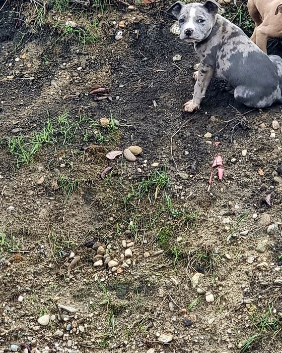 Puiuți American bully